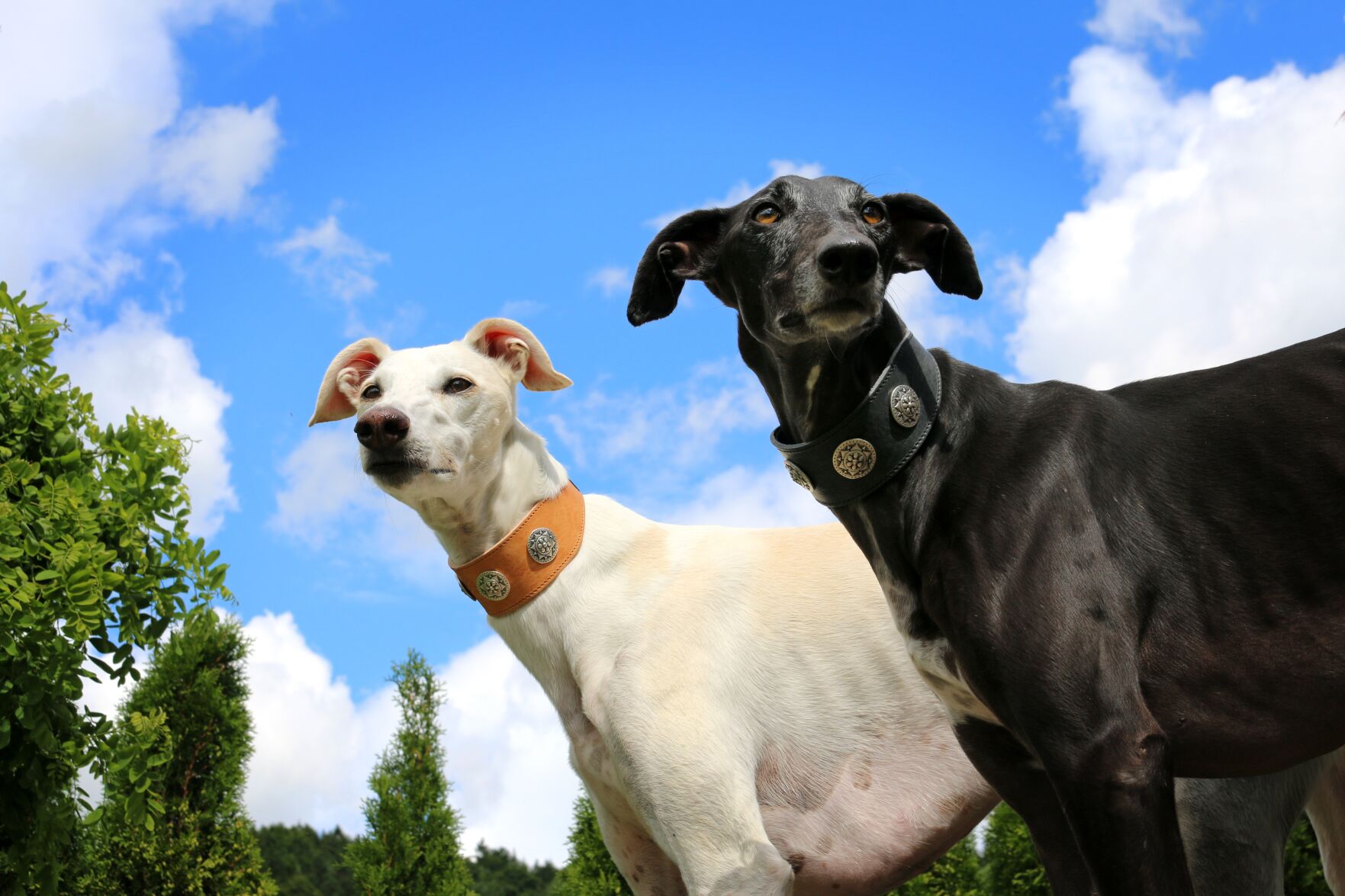 Greyhounds